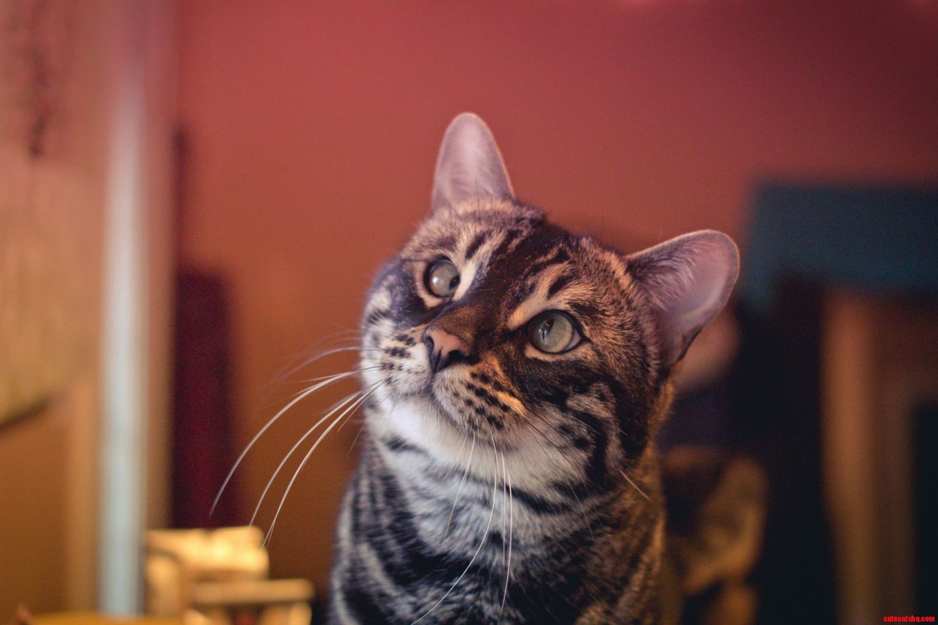 Rorschach Tracking Down That Pesky Fly in the Window