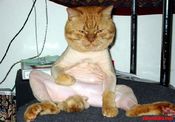 Shaving Is a Major Cause of Cat Depression.