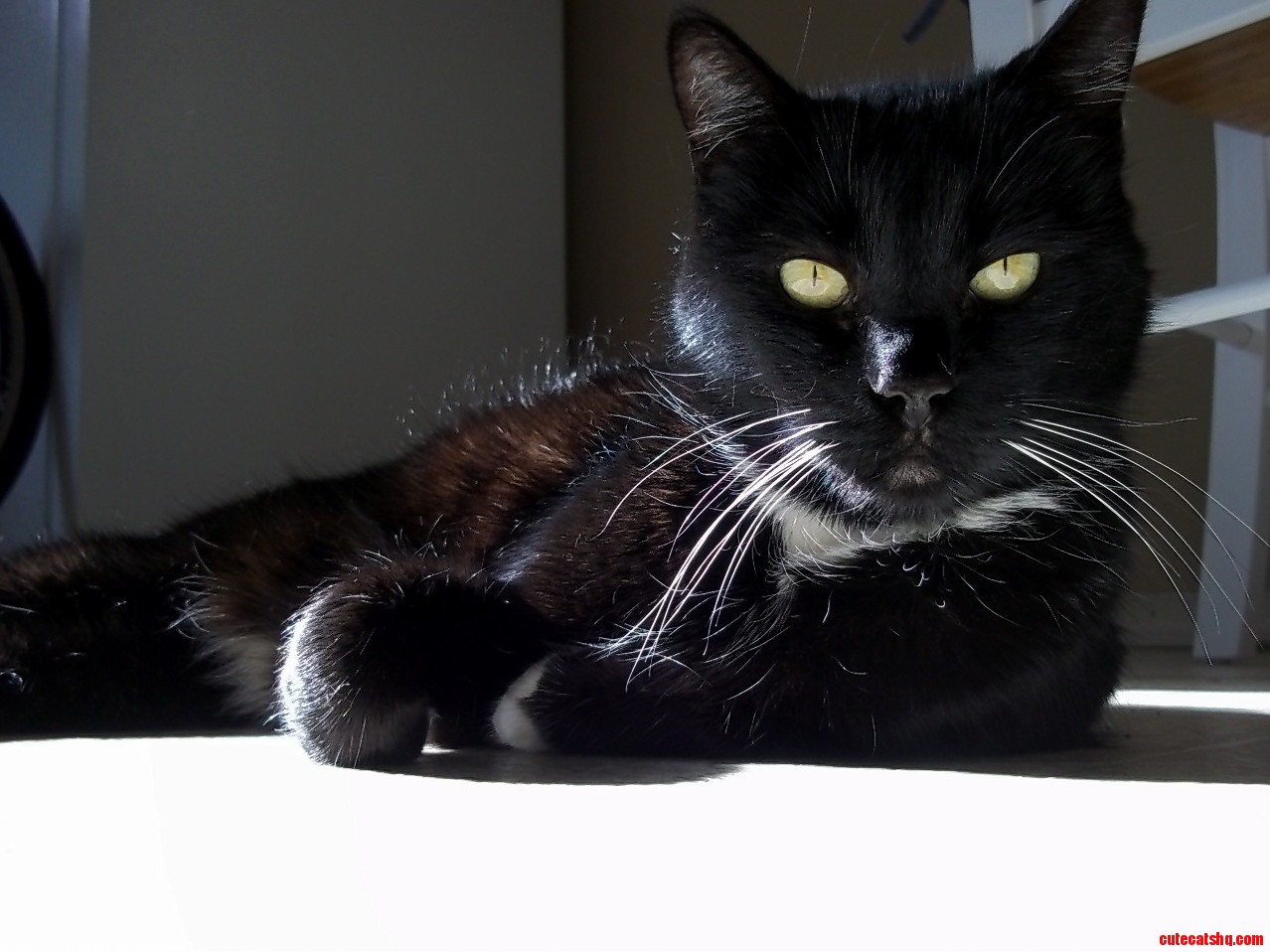 She Was Displeased That I Disturbed Her Nap.