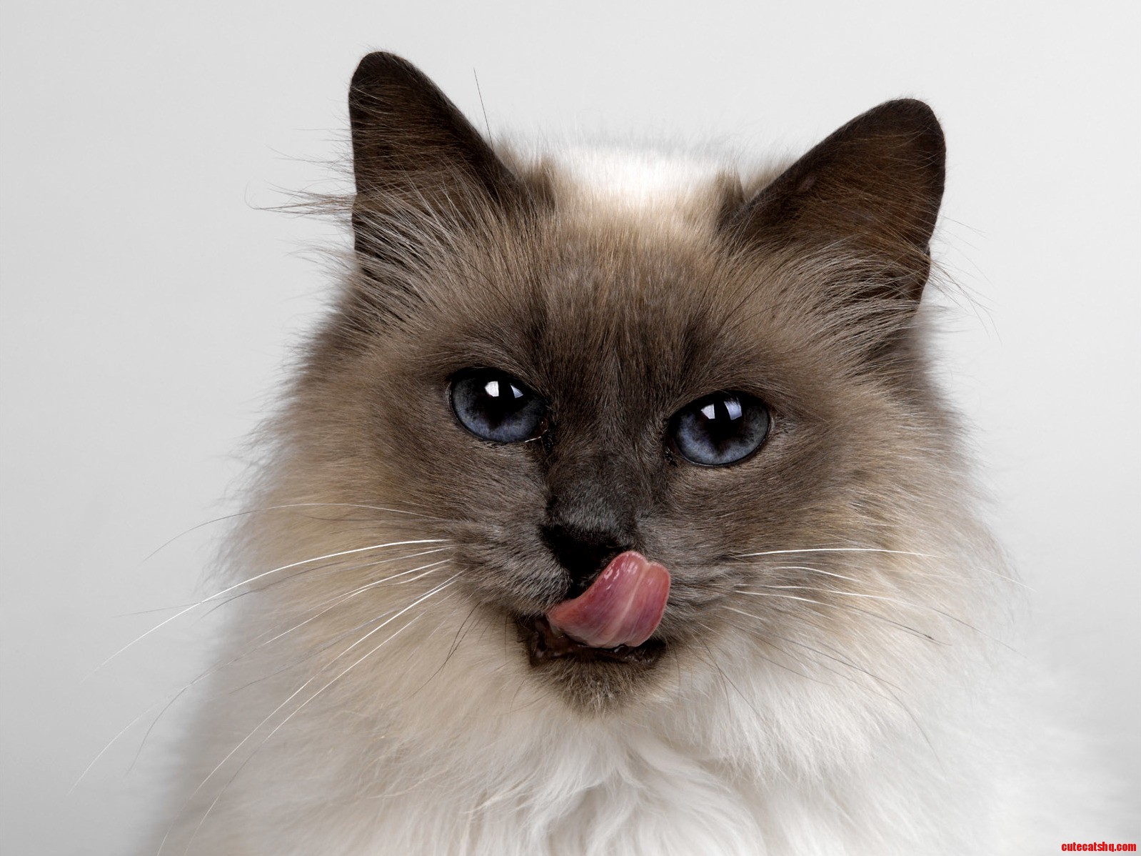 Silly Cat Trix Are for Kids