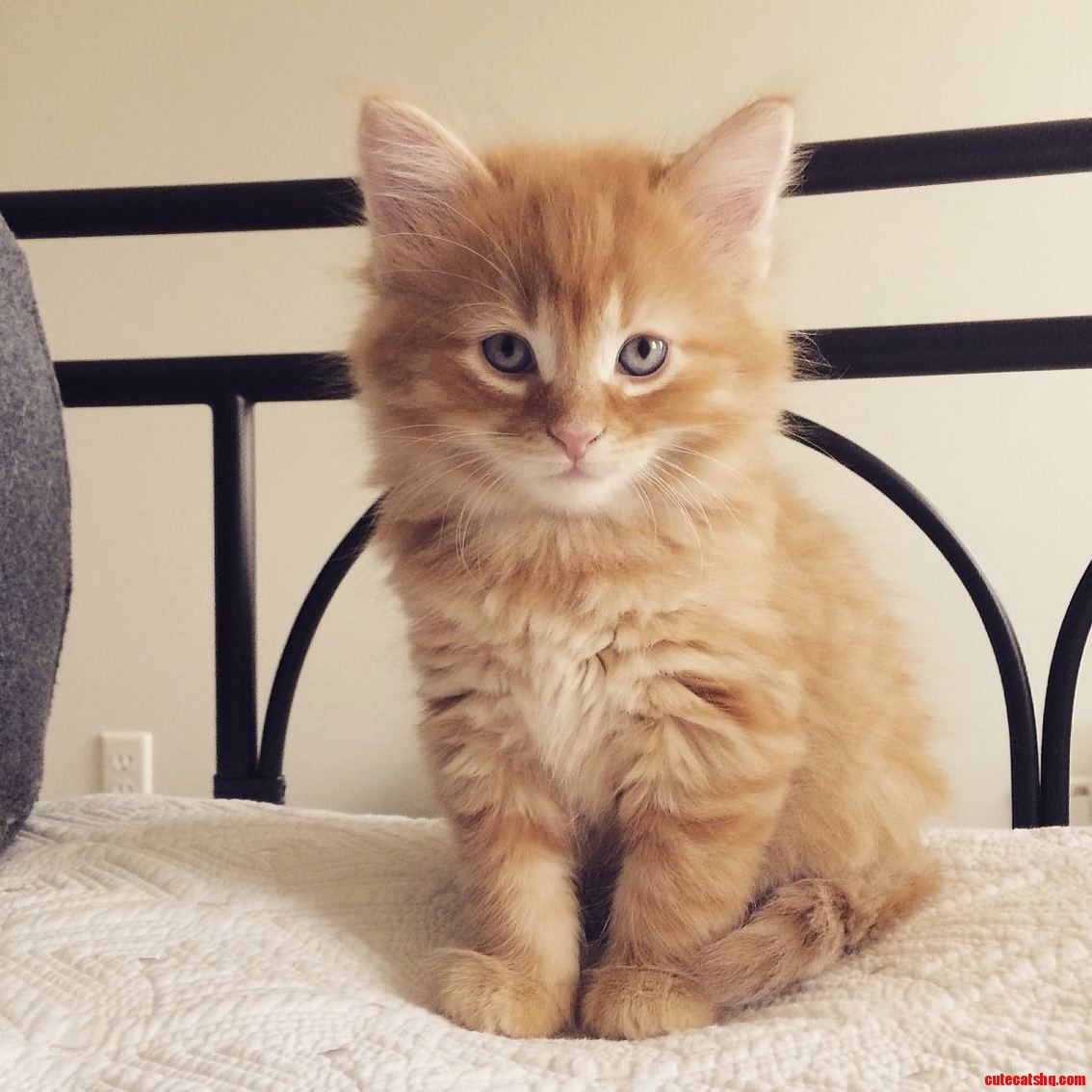 Sir Chunk