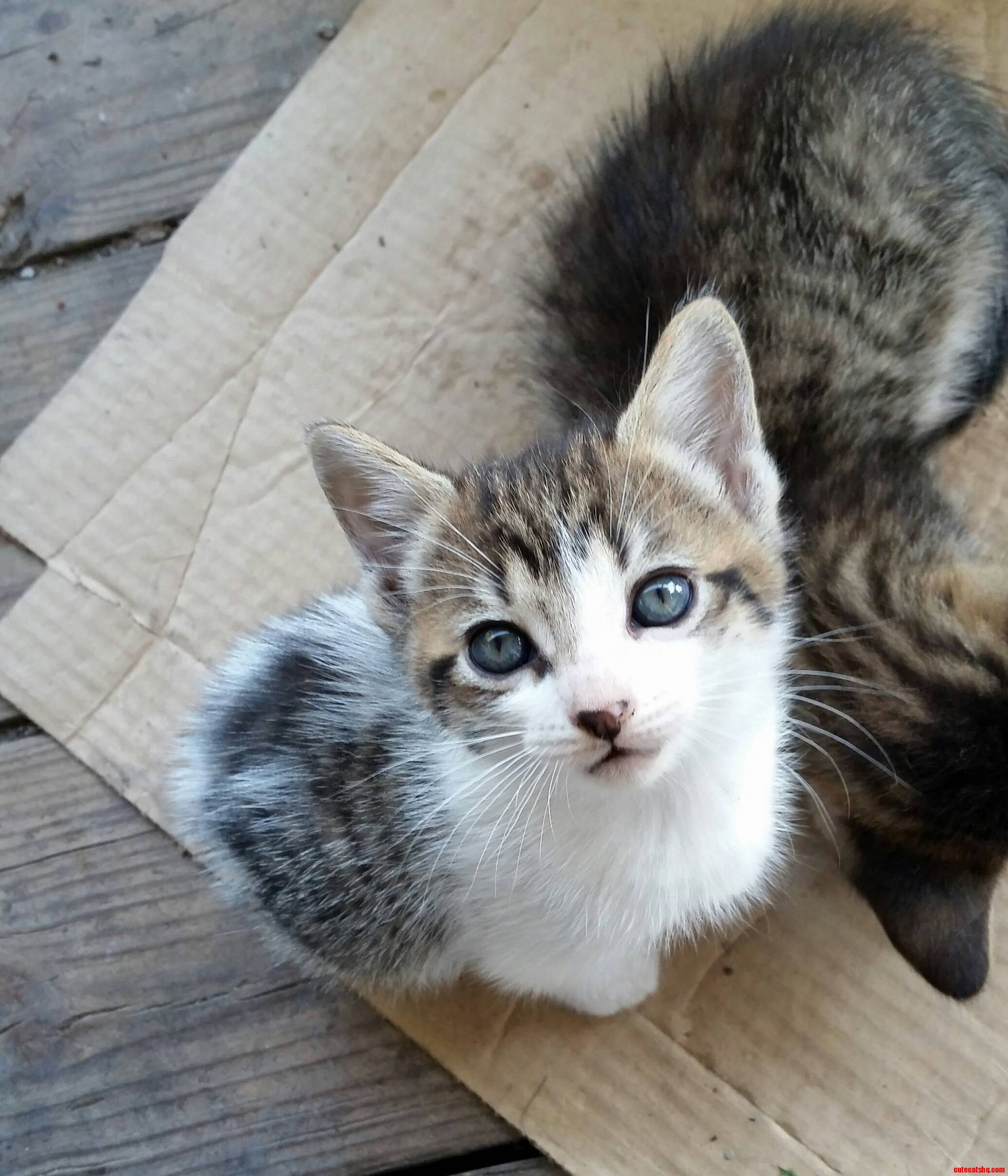 Six Week Old Cute Kitten