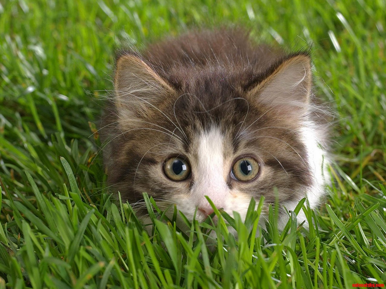 Spring Kitty
