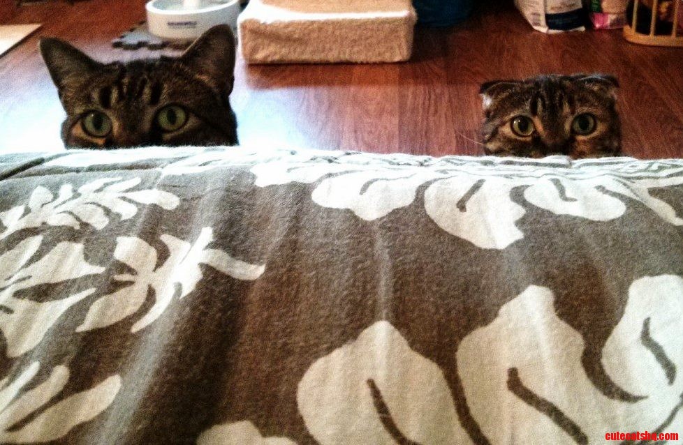 That Suspicious Feeling Youre Being Watched...