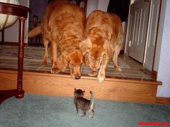 Thats When Little Tiger Found the Laxatives.