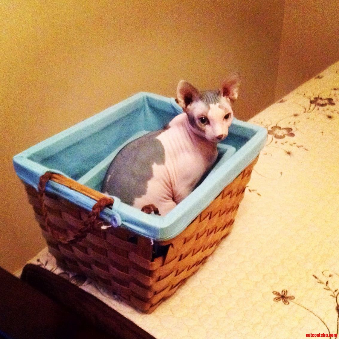 The Cat Trap Works Again