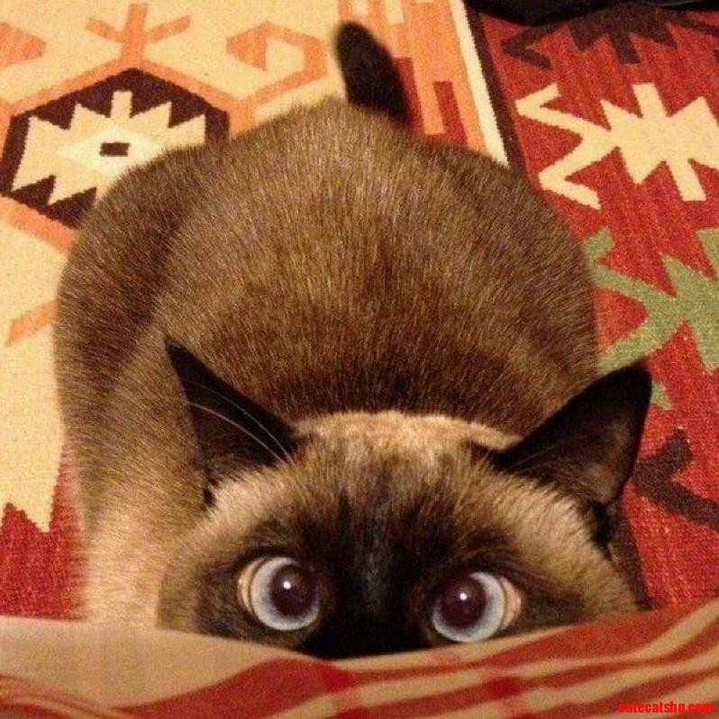 The Eyes Have It..