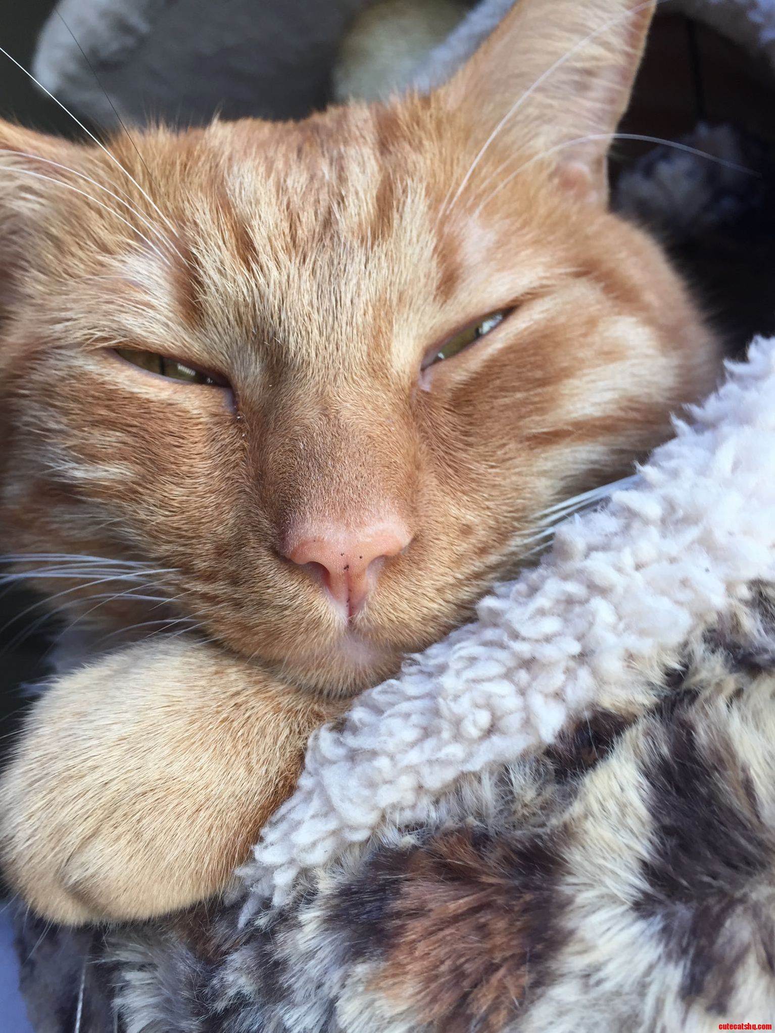 The Only Cat Who Has Every Successfully Stolen My Heart. Meet Miles.