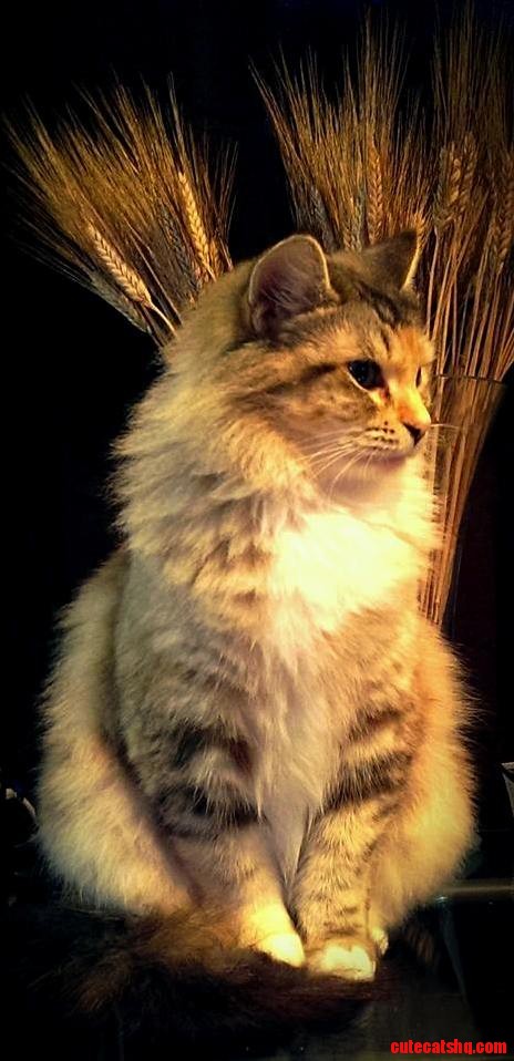 The Stunning Mocha Ladies and Gentlemen.