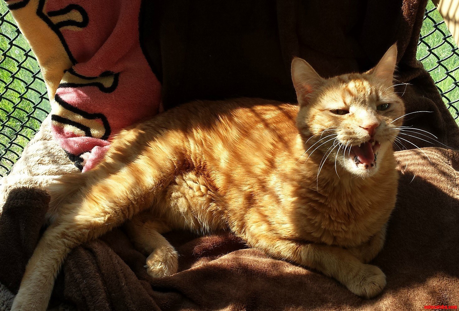 This Handsome Fellow Is Mango. Hes Been Up for Adoption for Many Years and Has Many Stories to Tell.