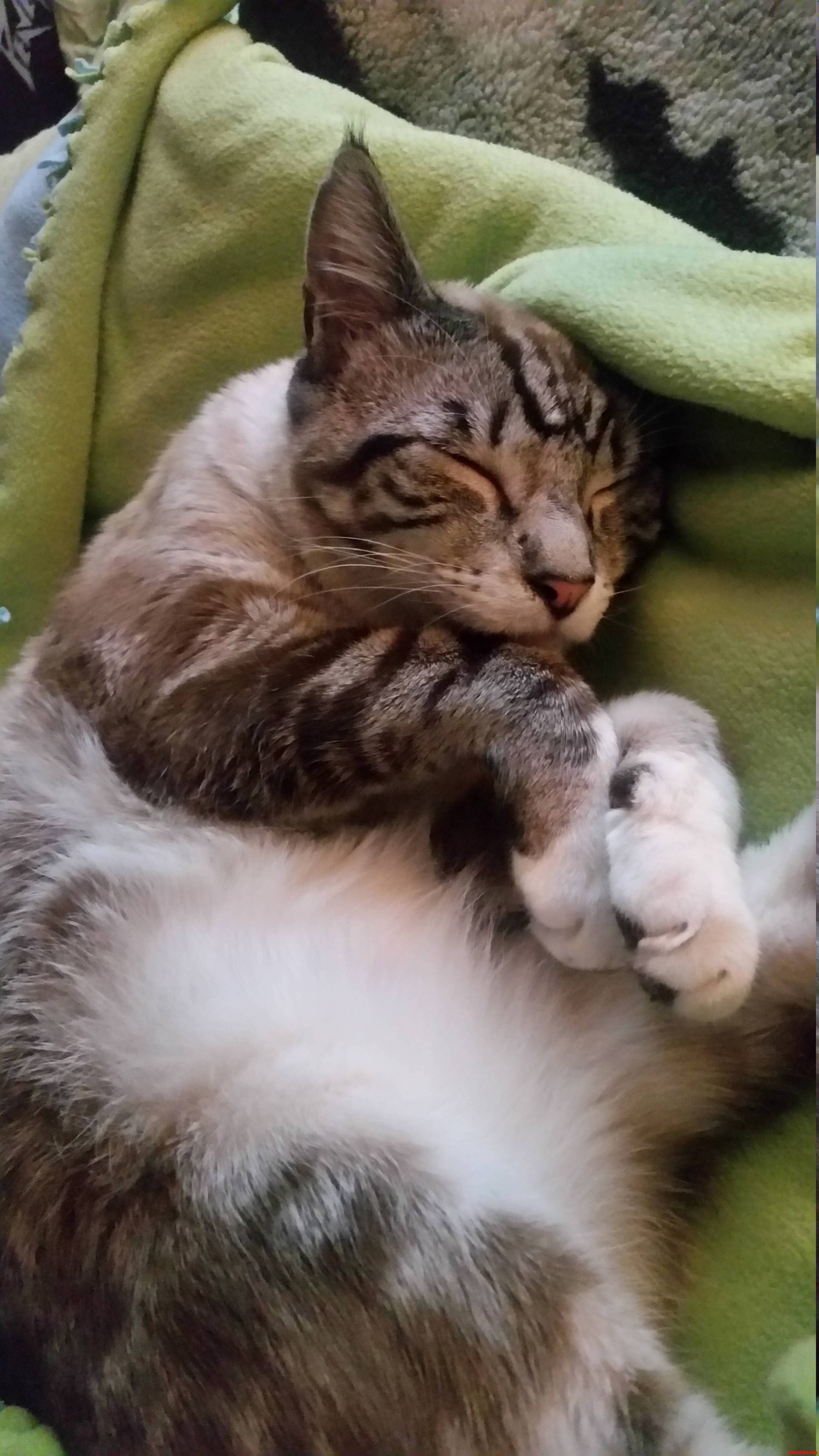 This Is How He Cuddles Himself