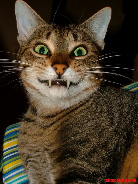 This Is Moe ... but Do We Really Need to See Cat Picture Next to the 99.9 of the Posts That Are Cat Pictures