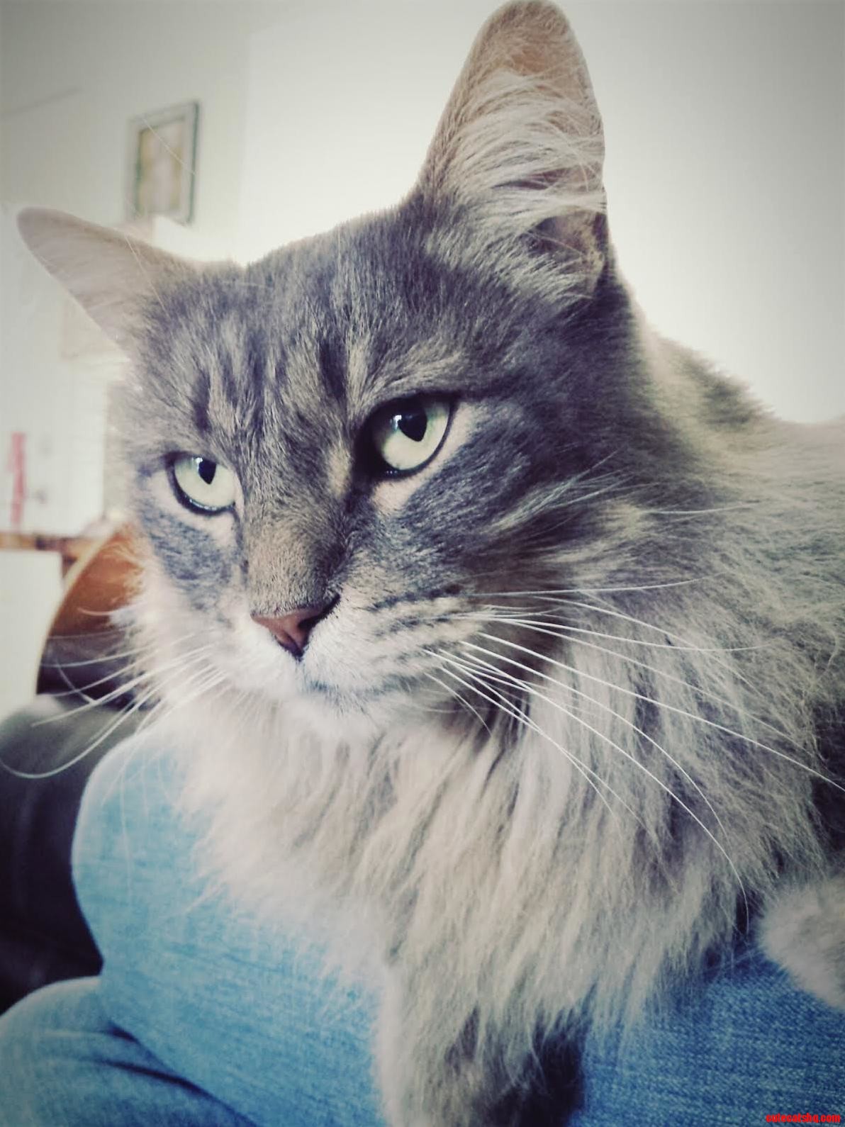 This Is My Cat Sylas