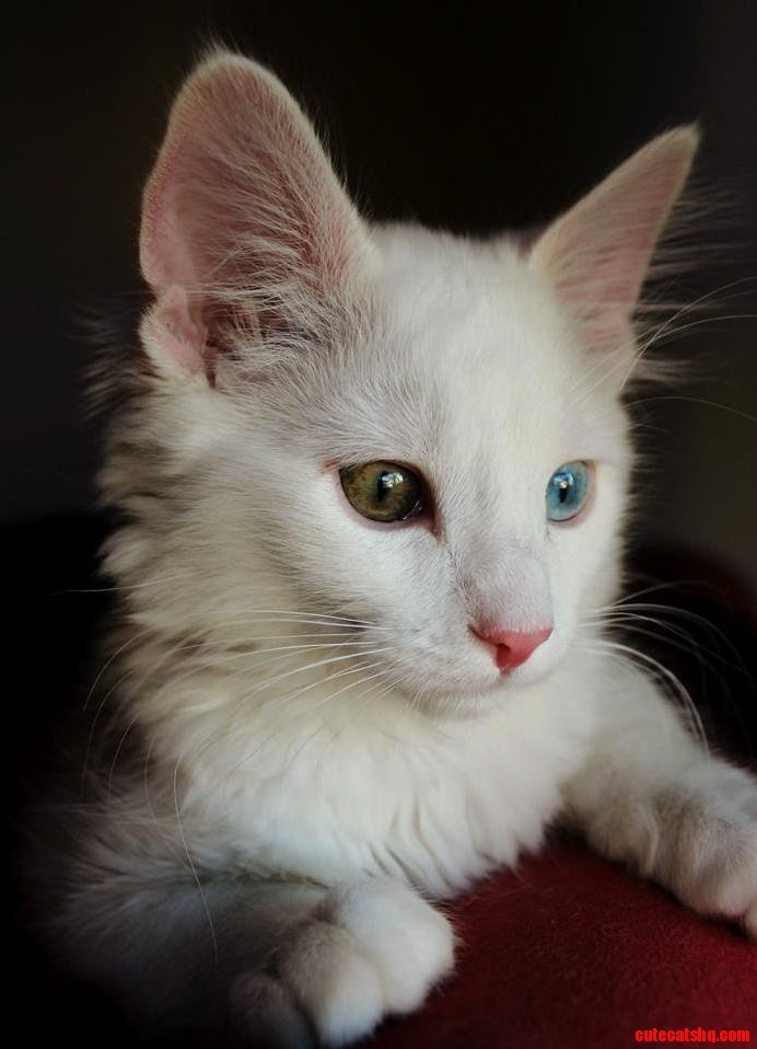 This Is My Cat Coco. He Is Now 3 Months Old.