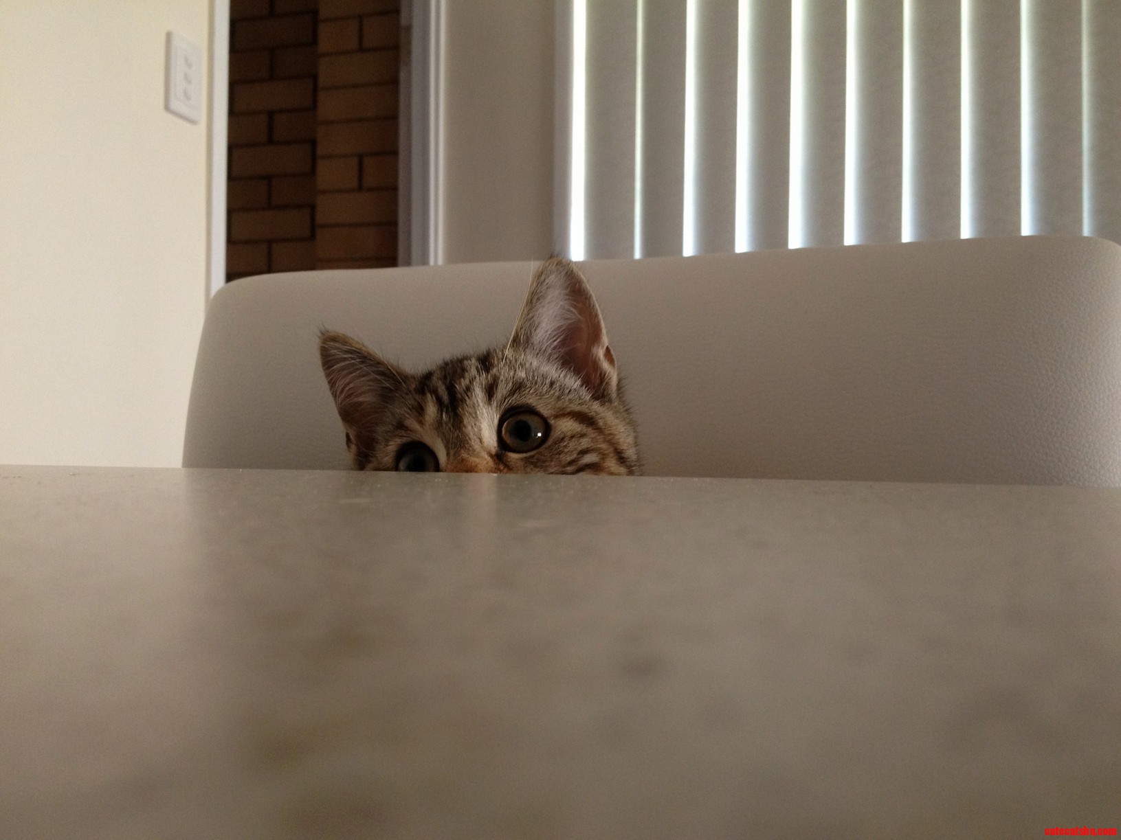 This Sweet Cat Is Also Healthy and Will Likely Cause Mischief Later.