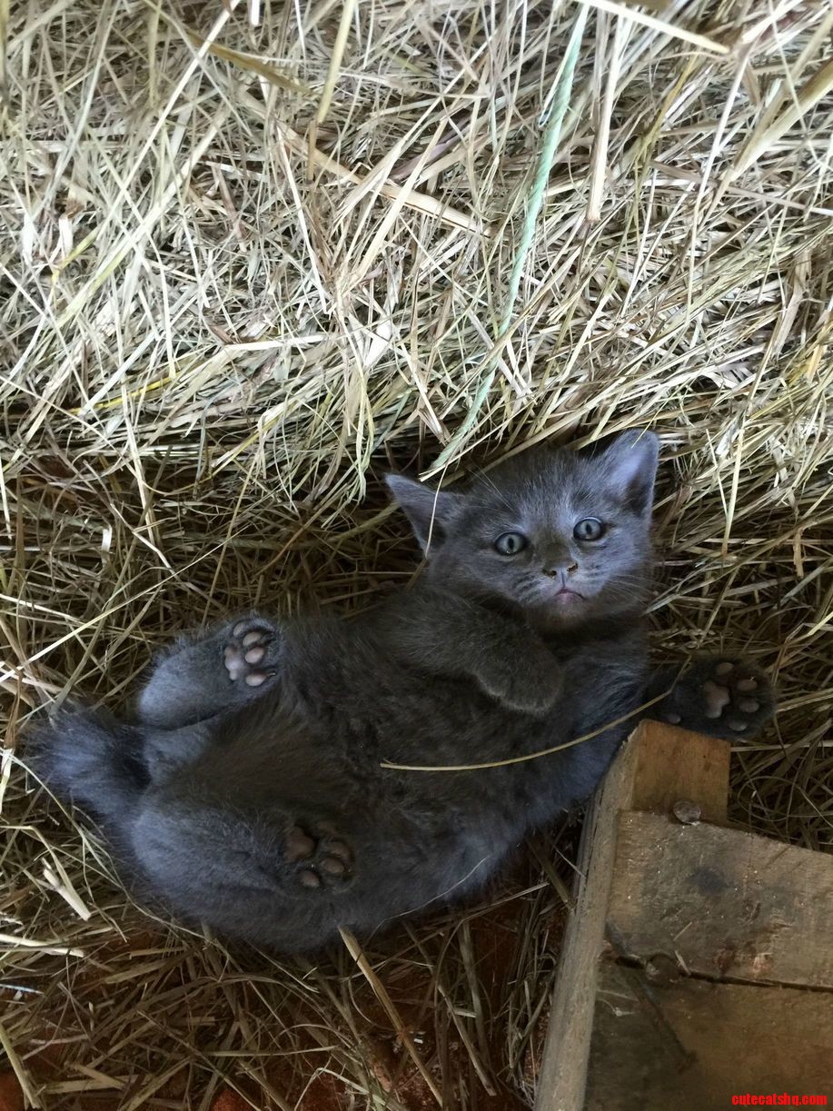 Those Little Paws