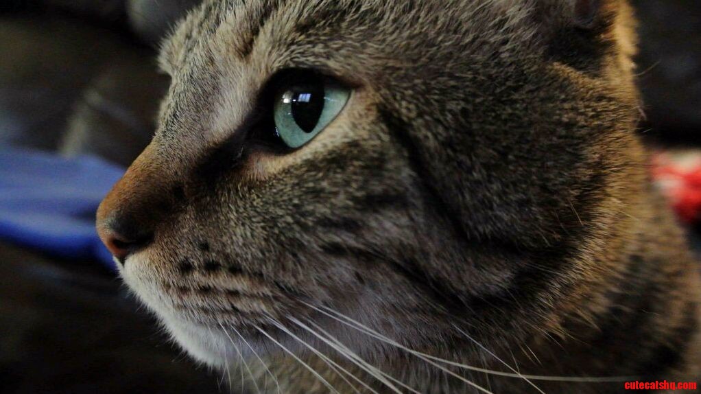 Thought ID Share My Cat