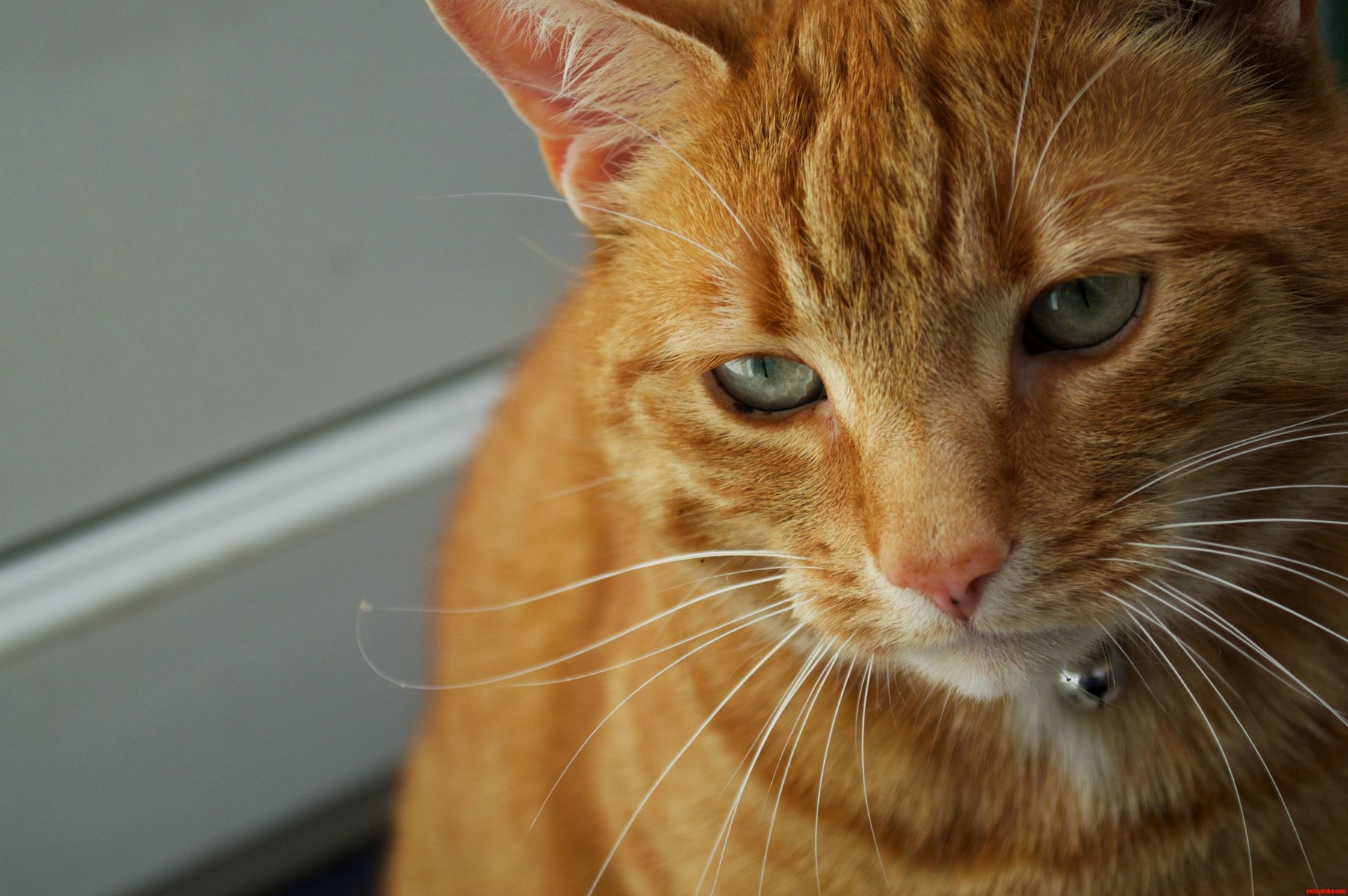 Thoughtful Gus
