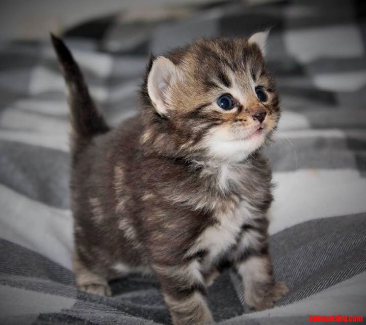 Three Weeks Old Norwegian Forest Kitten