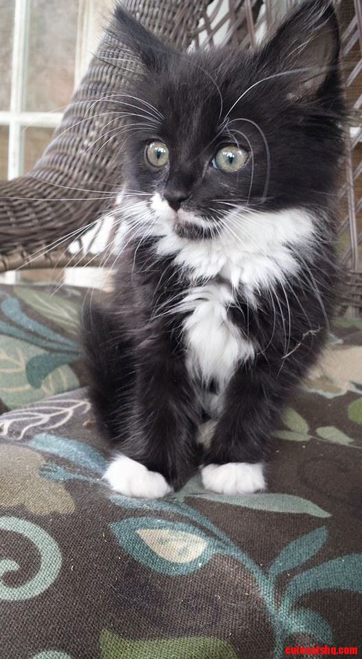 Tuxedo Cat