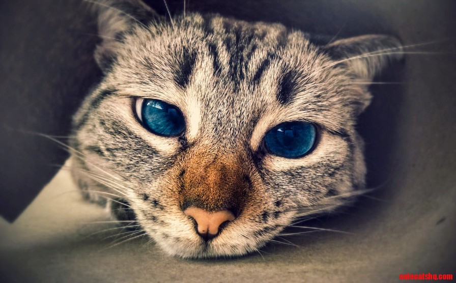 Updated Adopted Lynx Point Siamese Still Cute