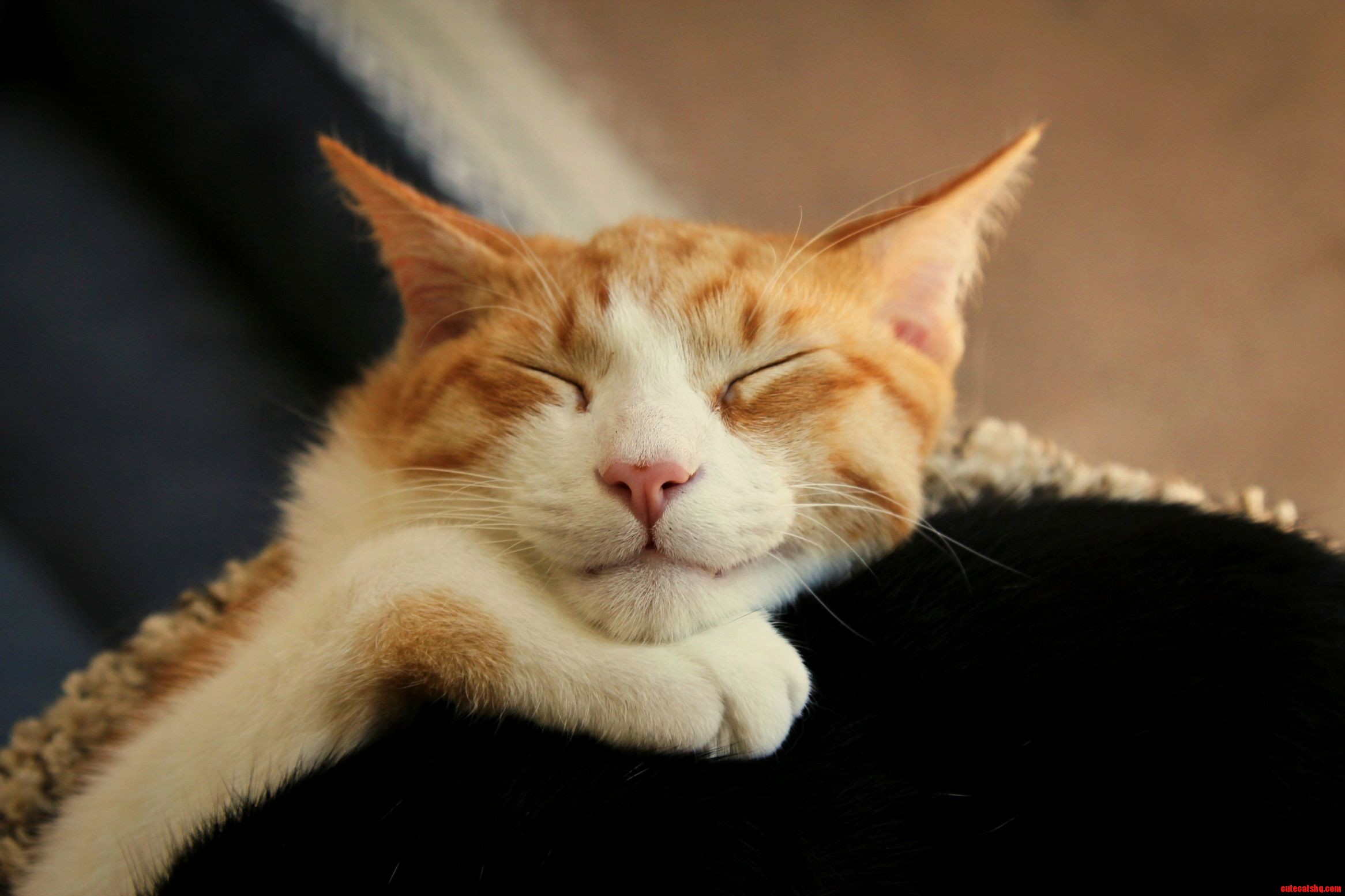 Walcott Is a Very Content Kitty.