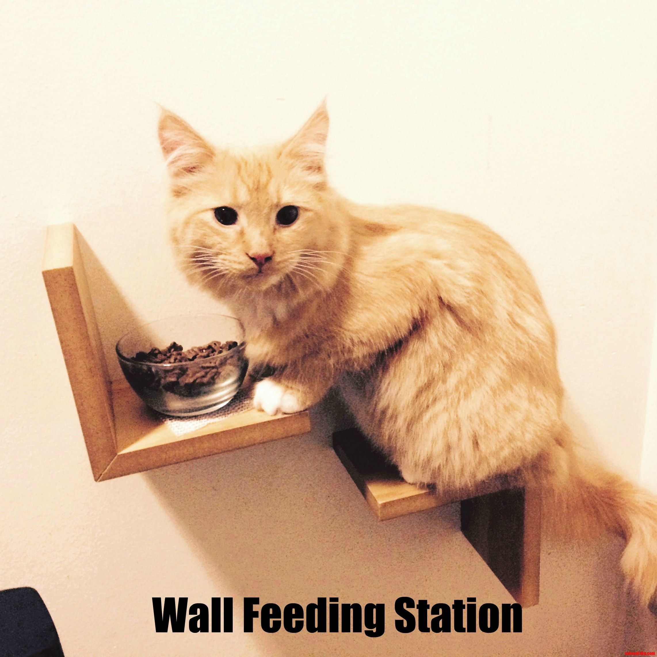 Wall Feeding Station for Cat