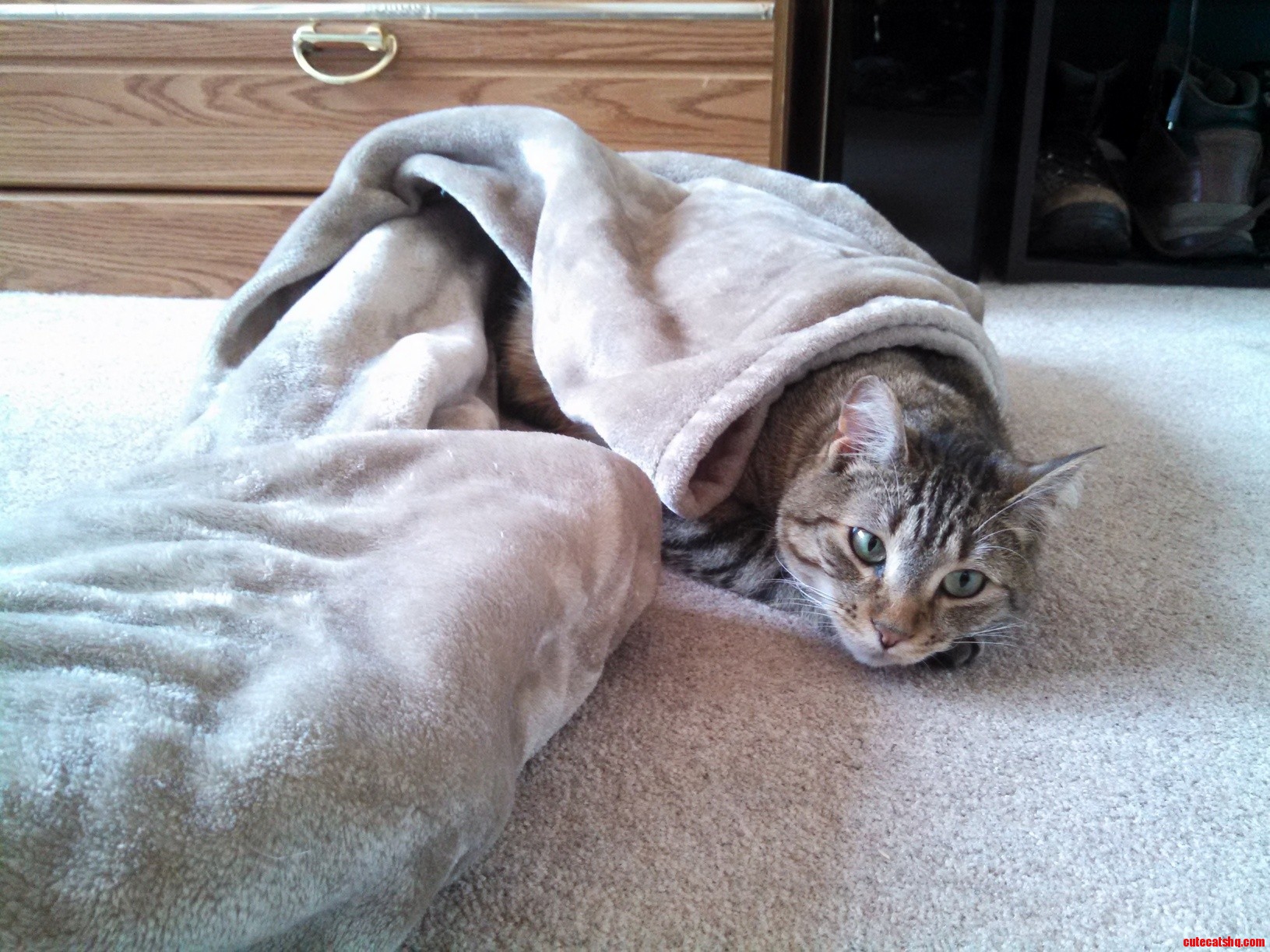 Walter Made Himself Cozy While I Was Making the Bed