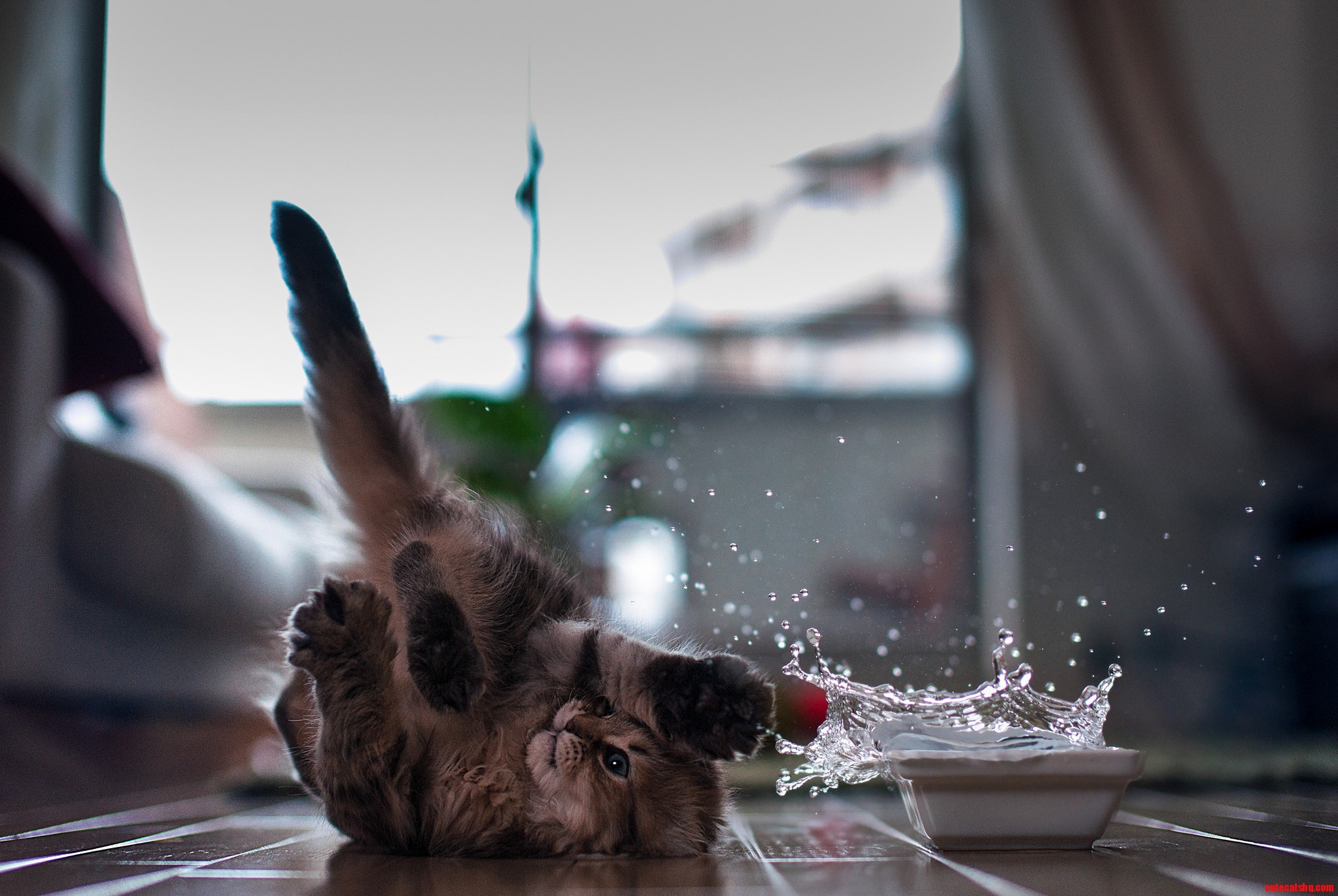 Water and Cats They Wont Mix