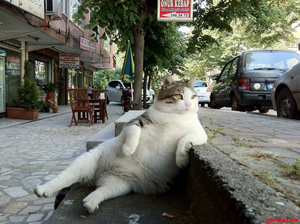 Welcome to My Street