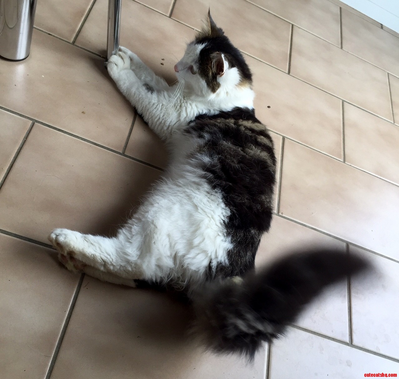 What Cat Breed Could This Be
