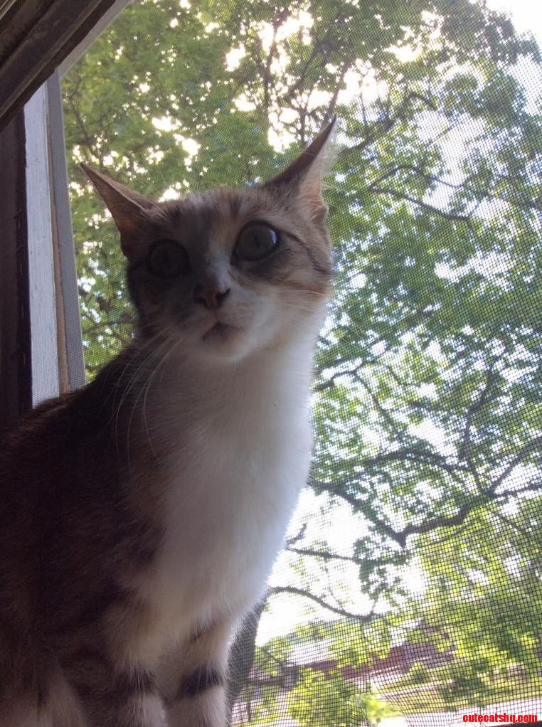 What Cat Breed Is This