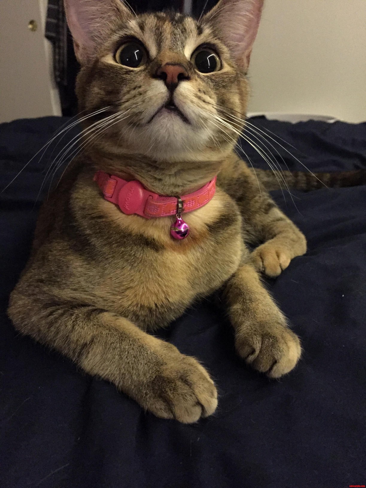 Whatever That Is I Want It.