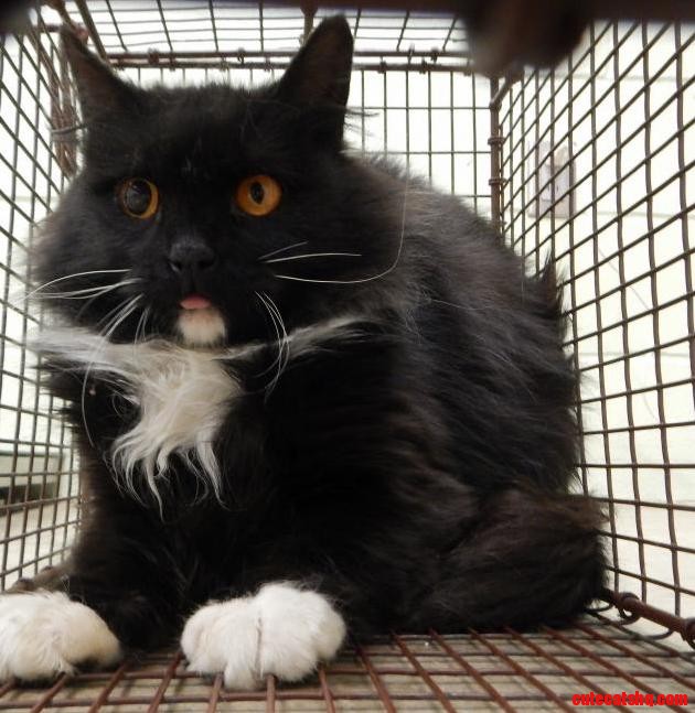Whats Going on with This Shelter Babys Eye with Bonus Blep