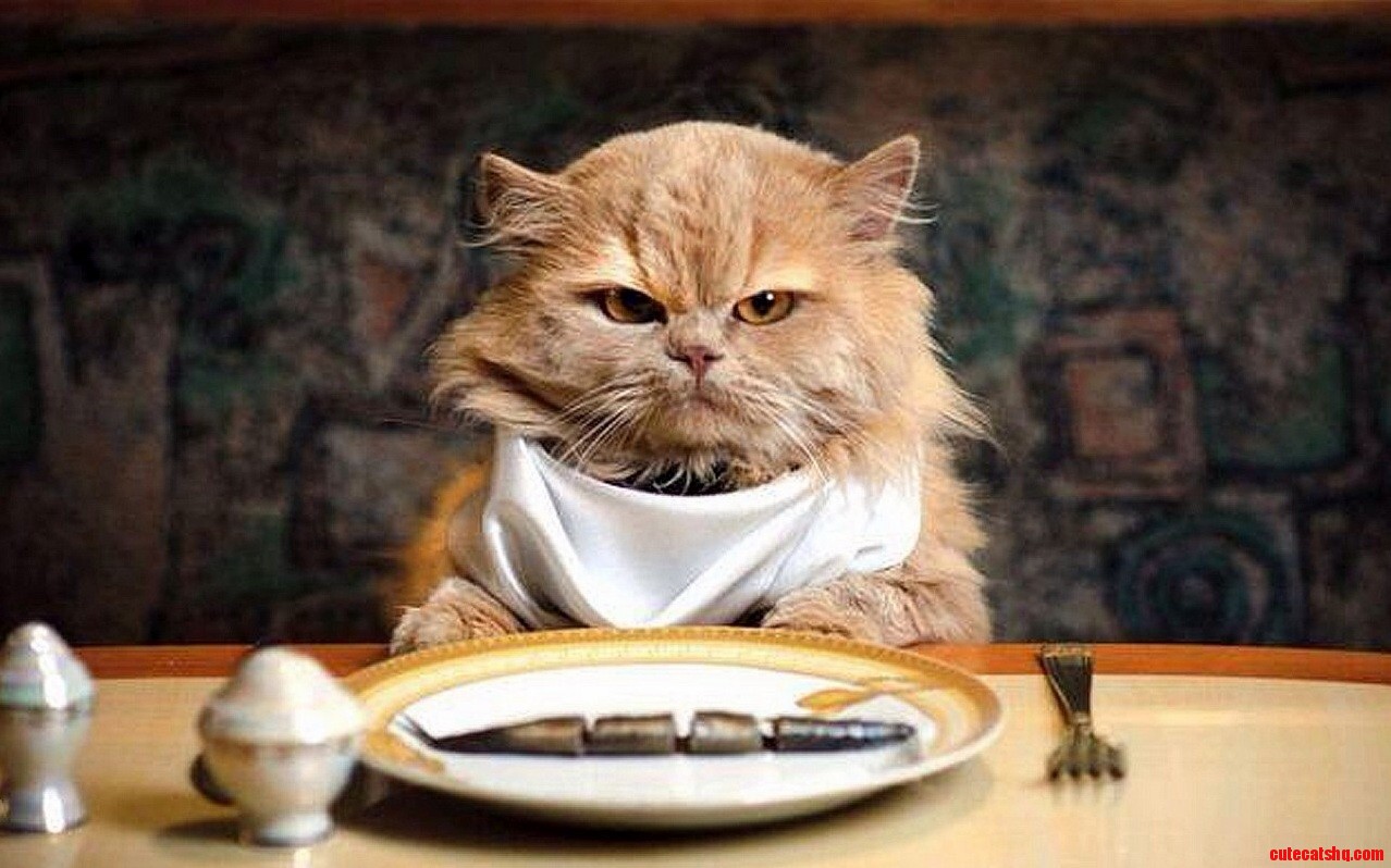 Where the Hell Is She No Food Today Definetly She Is Bzy with Some One New