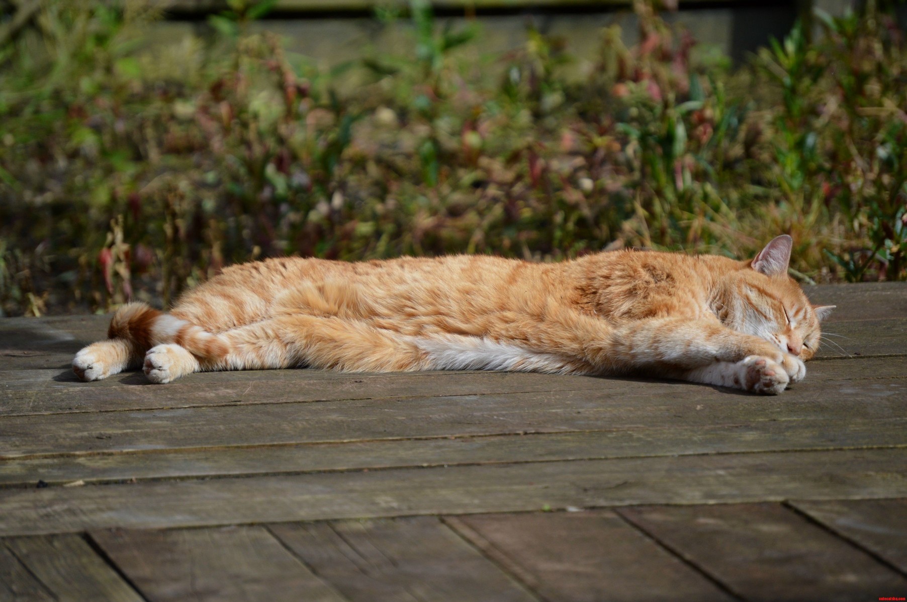 Whiskey Basking in the Sunlight