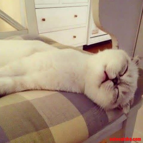 White Tiger Cat.....