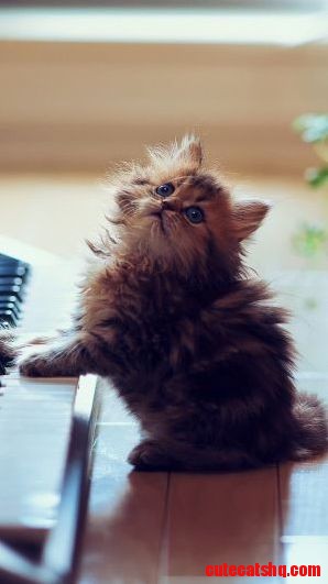 Why Should I Stop Playing the Piano