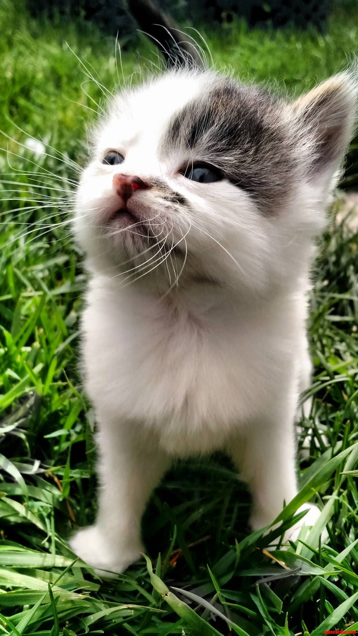 Why You Gotta Be So Cute