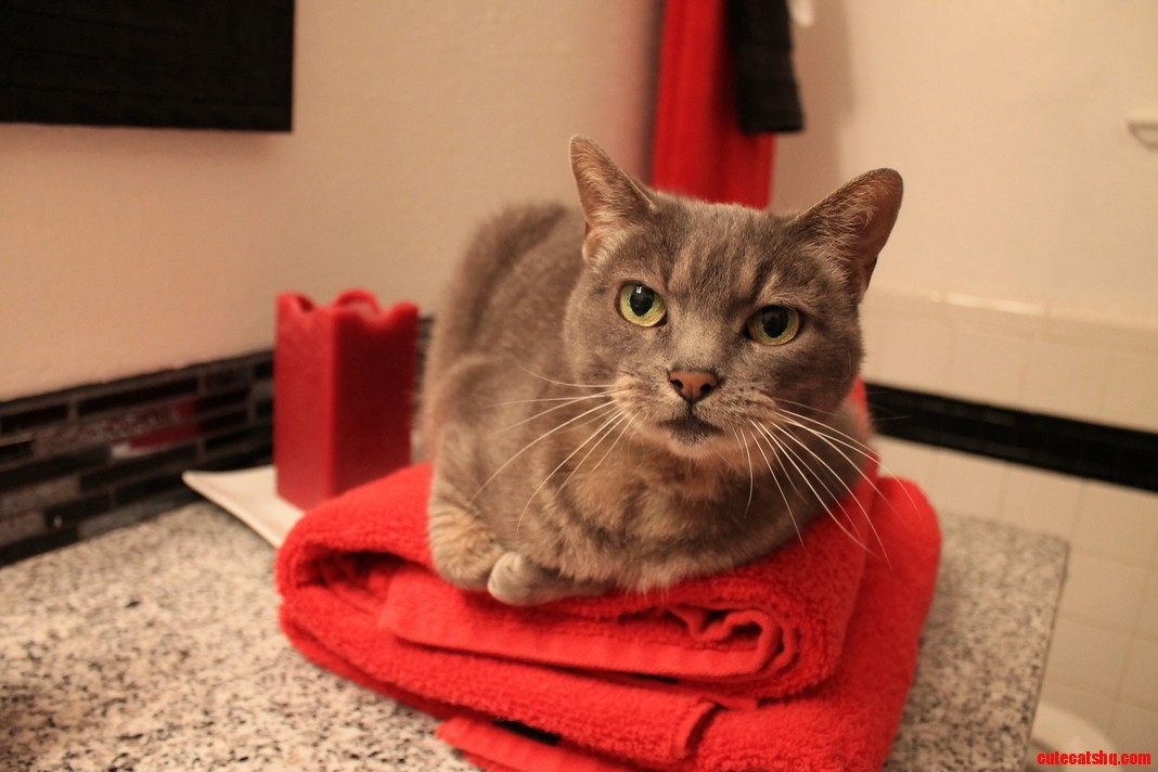 Your Clean Towels Havent Seen Em.