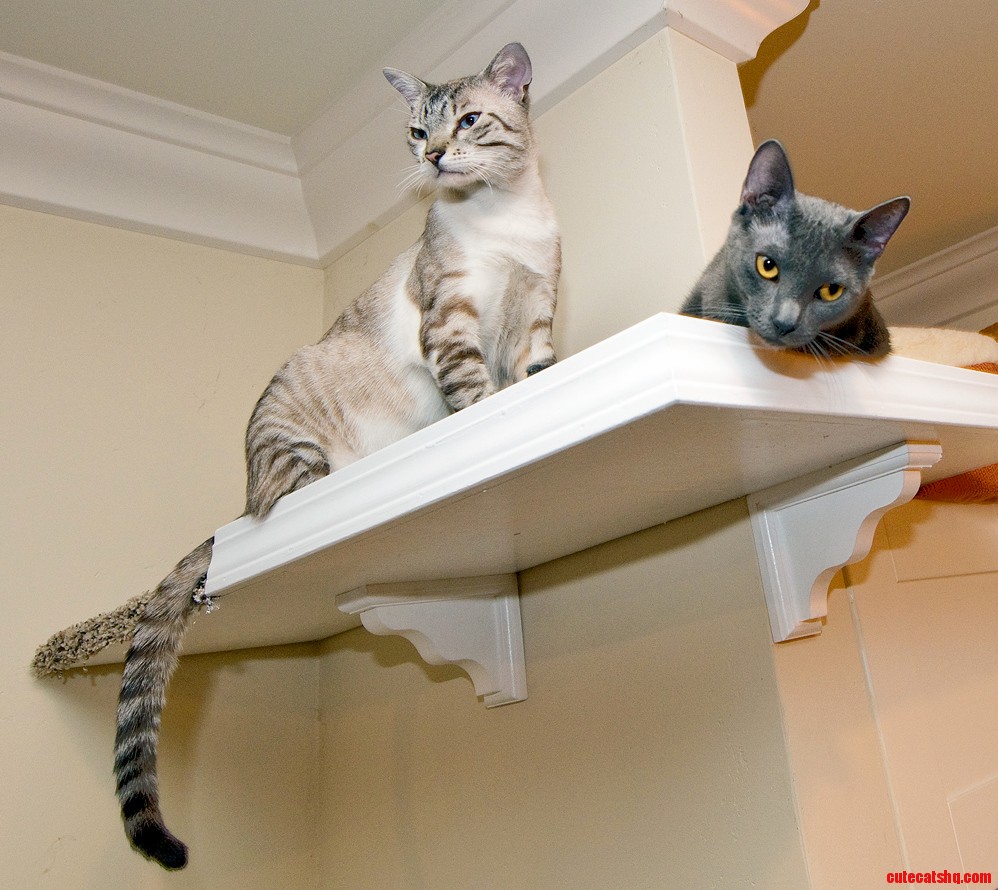 A Coupla Cool Cats Just Hangin Out on the Catwalks. Stella and the Samster.