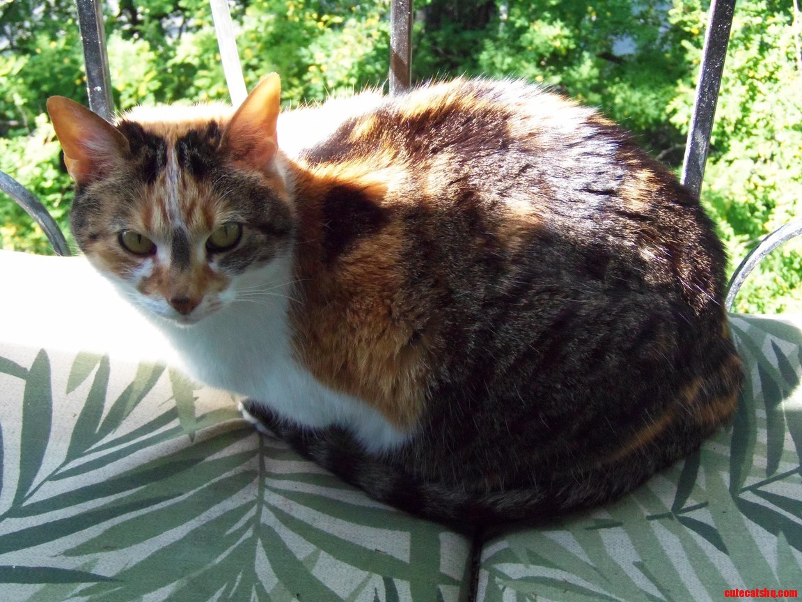 Abby Is Anxious for the Afternoon Sun...