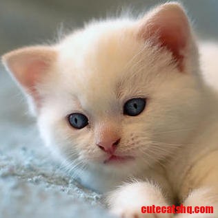 Adorable