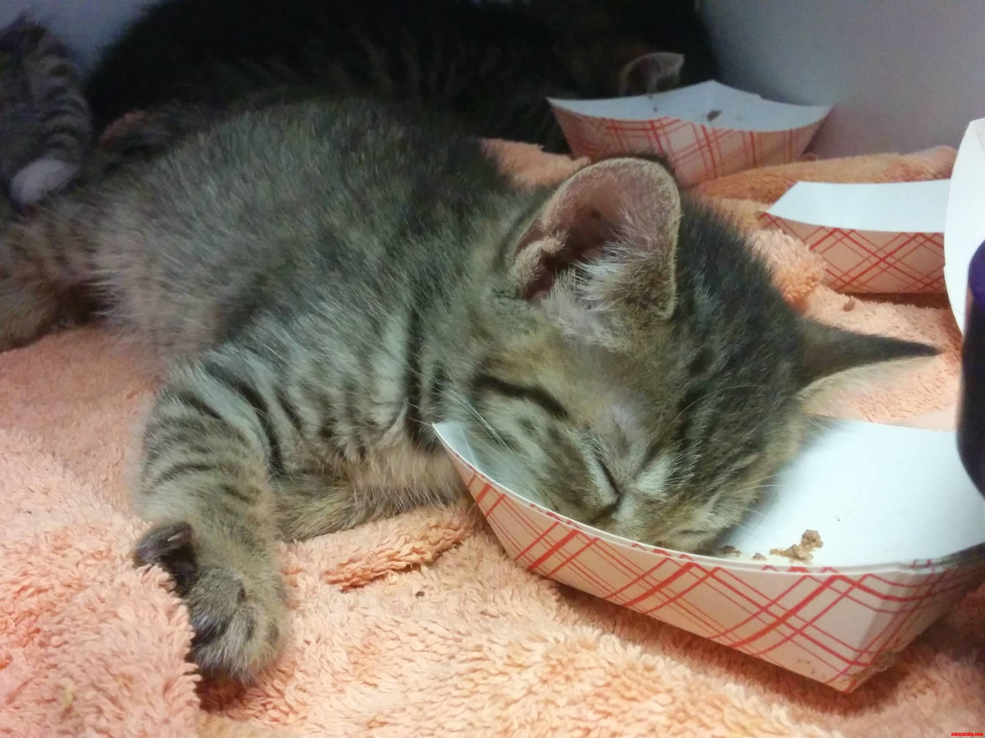 All Tuckered Out