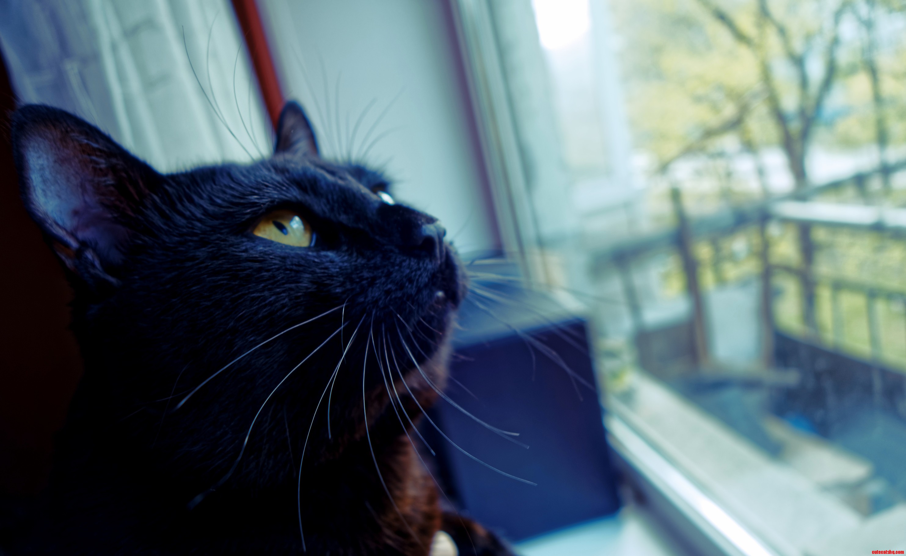 Black Cat