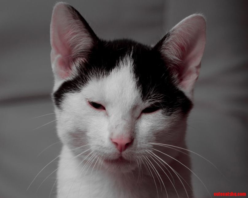 Bombel Purring B W Catmachine