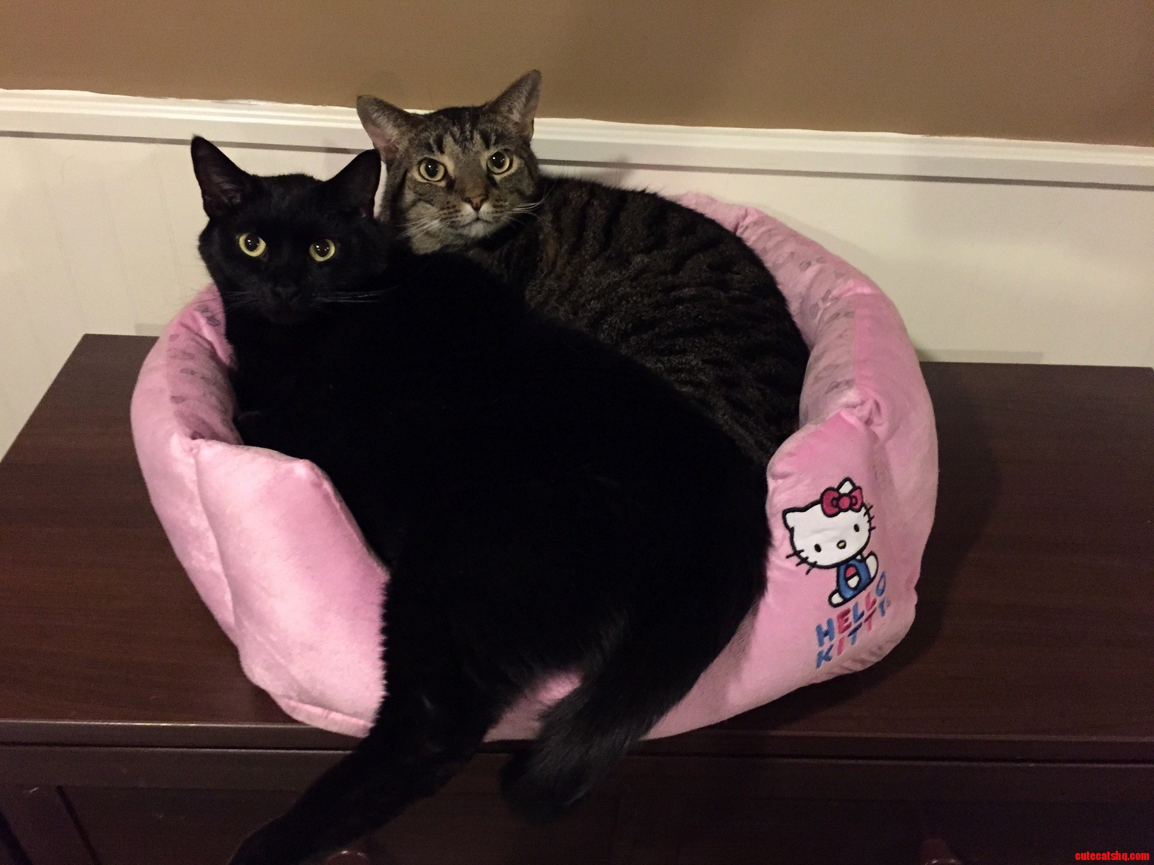 Both Fits So Both Sits