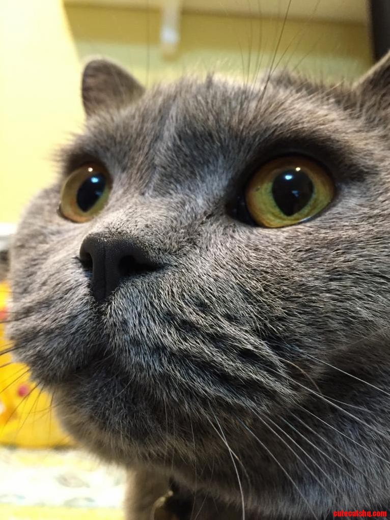 British Shorthair Closeup