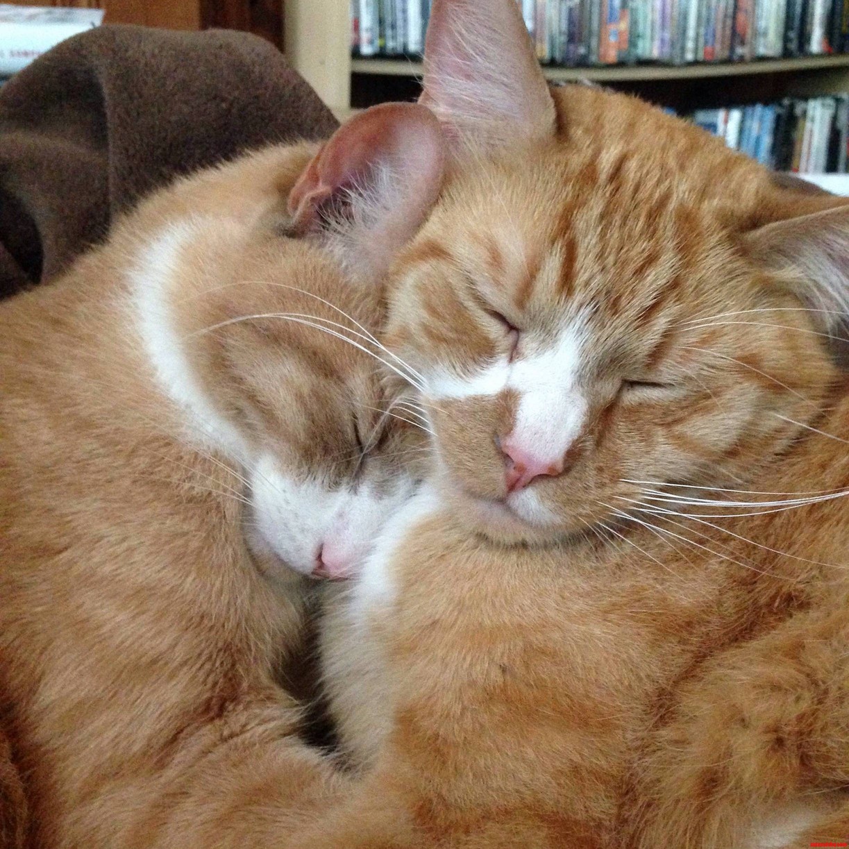 Brother Cuddles.