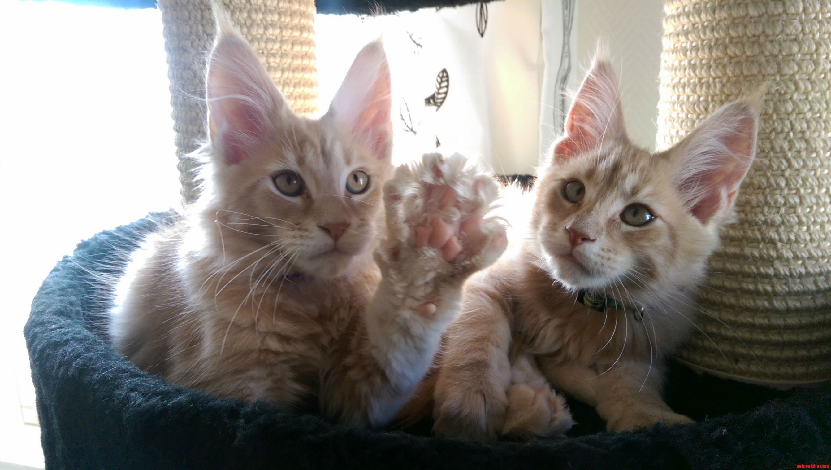 Brought Home Our Two Maine Coon Kittens Last Night. Meet Mulder and Kjell